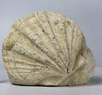 Mooie en decoratieve fossiele schelp - Zelfstaand -, Verzamelen, Mineralen en Fossielen
