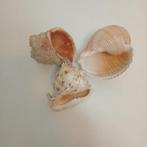 Zeeslak Zeeschelp - Tonna Galea (Zonder minimumprijs), Nieuw