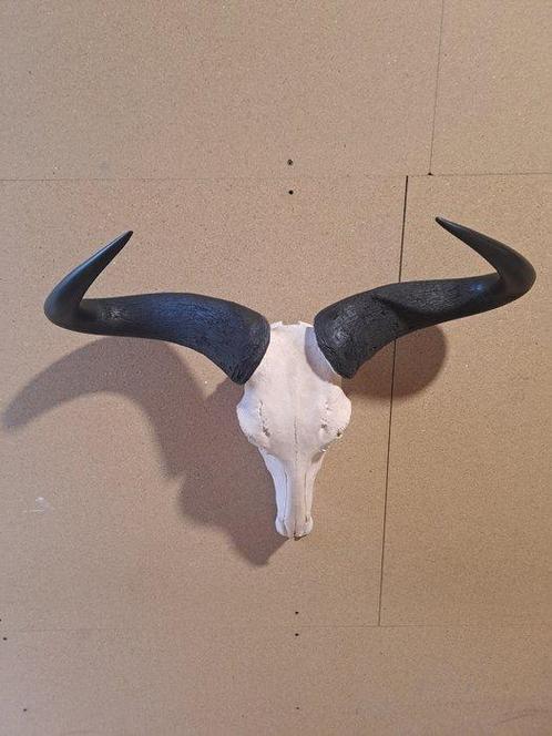 Blauwe gnoe Taxidermie wandmontage - Connochaetes taurinus -, Verzamelen, Dierenverzamelingen