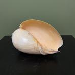 Schelp Taxidermie Opgezette Dieren By Max, Ophalen of Verzenden, Nieuw, Wild dier, Opgezet dier