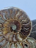 Ammoniet - Gefossiliseerde schelp - Aioloceras (Cleoniceras)
