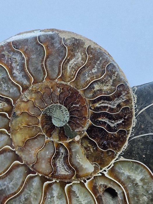 Ammoniet - Gefossiliseerde schelp - Aioloceras (Cleoniceras), Verzamelen, Mineralen en Fossielen