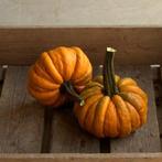 Kalebas Nr. 32-31 50 zaden, Ophalen of Verzenden, Nieuw