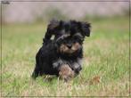 Leuke Gezelschapshondjes., Nederland, Parvo, Overige rassen, 8 tot 15 weken