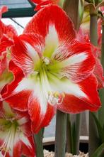 Amaryllis Minerva (Gestreepte rood-witte bloem), Ophalen of Verzenden