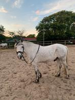 ponys en paard te koop, Merrie, B, 7 tot 10 jaar, Gechipt