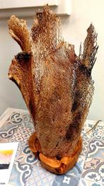 Francesco Ciurlia (1971) - sculptuur, Caverna - 42 cm -