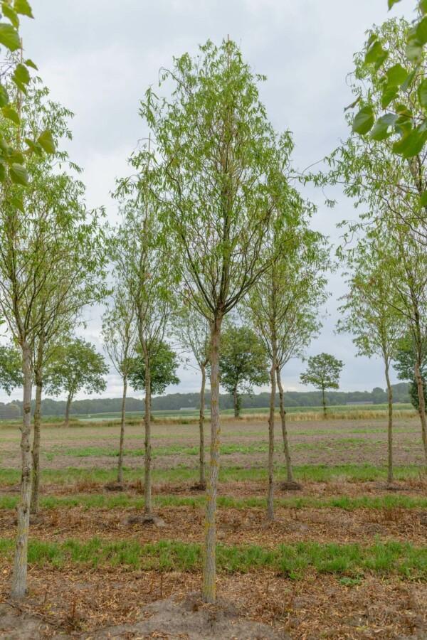 Salix babylonica Tortuosa hoogstam 16/18, Tuin en Terras, Planten | Tuinplanten