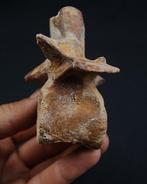 Dinosaurus - Fossiel wervelbot - vértebra de carnivoro, Verzamelen, Mineralen en Fossielen