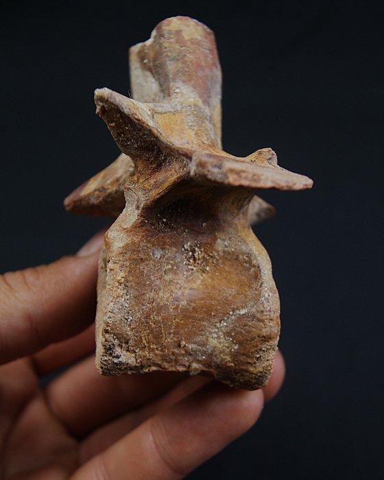 Dinosaurus - Fossiel wervelbot - vértebra de carnivoro, Verzamelen, Mineralen en Fossielen