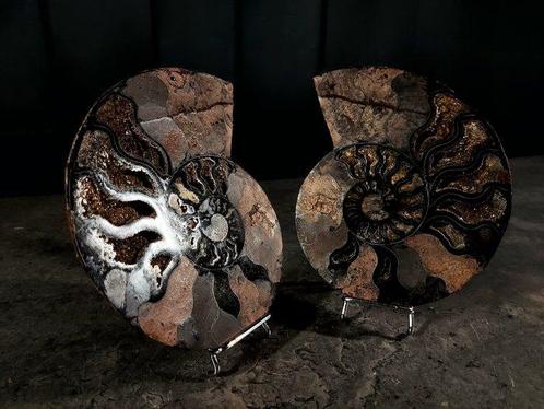 Ammoniet - Gefossiliseerd dier - Aioloceras (Cleoniceras), Verzamelen, Mineralen en Fossielen