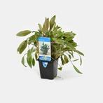 AQUAlook Cryptocoryne Wendtii Groen | Waterkelk | in 5 cm, Dieren en Toebehoren, Vissen | Aquaria en Toebehoren, Nieuw, Ophalen of Verzenden