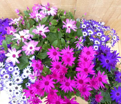 Senetti Senecio 6 potjes per tray kleur mix, Tuin en Terras, Planten | Tuinplanten, Verzenden