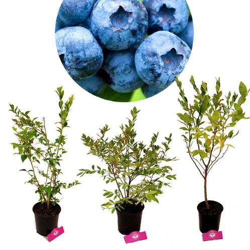 Blauwe bessen Vaccinium corymbosum + Pot 17cm, Tuin en Terras, Planten | Fruitbomen, Volle zon, Verzenden