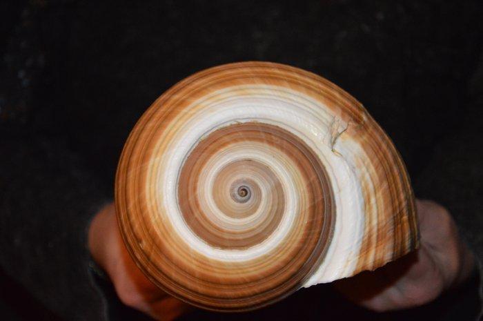 Zeeslak Zeeschelp - M-989 TONNA AMPULLACEA (Zonder, Antiek en Kunst, Curiosa en Brocante