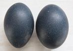 Emoe Ei - Dromaius novaehollandiae - 15 cm - 0 cm - 0 cm-, Verzamelen, Dierenverzamelingen, Nieuw