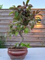 Malus bonsai (Malus sargentii) - Hoogte (boom): 35 cm -