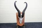 Springbok Schedel - Antidorcas marsupialis - 0 cm - 0 cm - 0, Nieuw