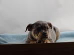 Old English Bulldog pups! | Mogen mee! | Hartelijk Welkom., Parvo, Nederland, 8 tot 15 weken, Bulldog