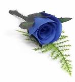 Corsage Romance Bridal Royal Blue Blauw, Ophalen of Verzenden, Nieuw