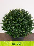 Ilex bollen 20 tot 110 cm! Buxus bollen vervanger!, In pot, Halfschaduw, Lente, Overige soorten