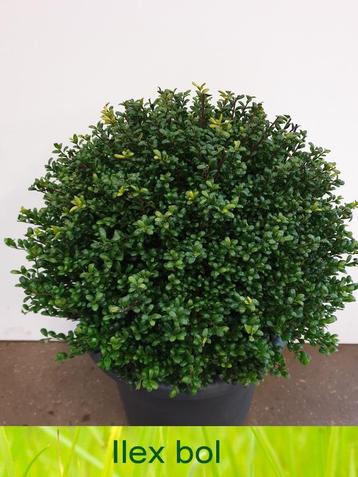 Ilex bollen 20 tot 110 cm! Buxus bollen vervanger! beschikbaar voor biedingen