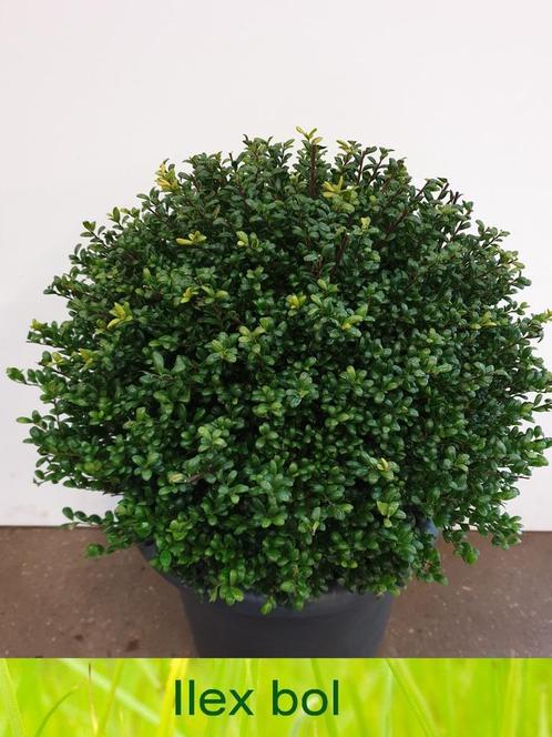 Ilex bollen 20 tot 110 cm! Buxus bollen vervanger!, Tuin en Terras, Planten | Bomen, Overige soorten, Halfschaduw, In pot, Lente