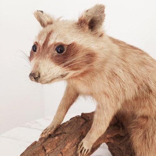 Wasbeer Taxidermie volledige montage - Procyon lotor - 25 cm, Verzamelen, Dierenverzamelingen