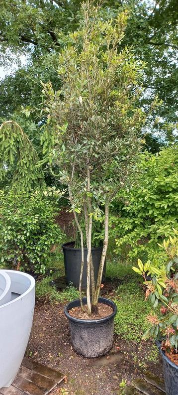 Quercus Ilex Meerstammig steeneik 200-250cm beschikbaar voor biedingen