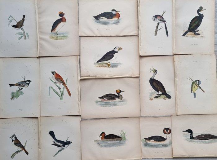 Francis Orpen Morris / Benjamin Fawcett - Lot of 33 plates, Antiek en Kunst, Antiek | Boeken en Bijbels