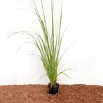 Pampusgras  Cortaderia Selloana White Plume (Wit), Ophalen of Verzenden, Vaste plant, Siergrassen, Halfschaduw