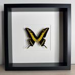 Vlinder Taxidermie volledige montage - Papilio Thoas Cyneras, Nieuw