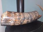 Wolharige mammoet - Gefossiliseerde slagtand - 60 cm - 16 cm, Verzamelen