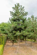 Pinus nigra subsp. nigra hoogstam 16/18, Tuin en Terras