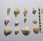 Uitgebreide verzameling fossiele schelpen - Lutetiaan -