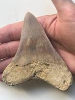 Megadolon tand 11,0 cm - Fossiele tand - Carcharocles