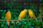 Nature - Verzinkt staal gaas - 0,5 x 2,5m - Grijs - 25 x, Doe-het-zelf en Verbouw, Gereedschap | Handgereedschap, Ophalen of Verzenden