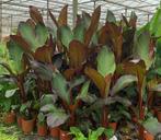 Winterharde palmbomen en prachtige exotische planten