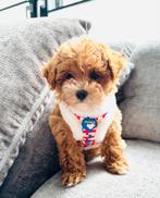Schitterende mini MALTIPOO pups , NL nestje, Parvo, 8 tot 15 weken, Meerdere, Nederland