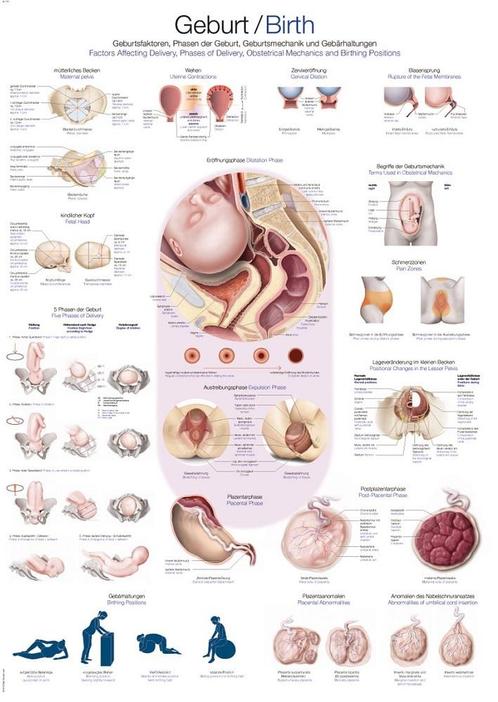 Anatomie poster geboorte (50x70 cm), Sport en Fitness, Overige Sport en Fitness, Nieuw, Verzenden