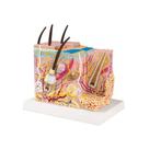Anatomie model huid, 20x10x20 cm, Sport en Fitness, Overige Sport en Fitness, Verzenden, Nieuw