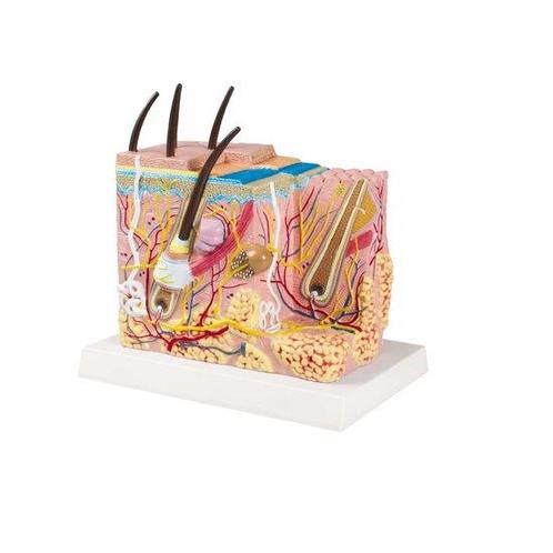 Anatomie model huid, 20x10x20 cm, Sport en Fitness, Overige Sport en Fitness, Verzenden
