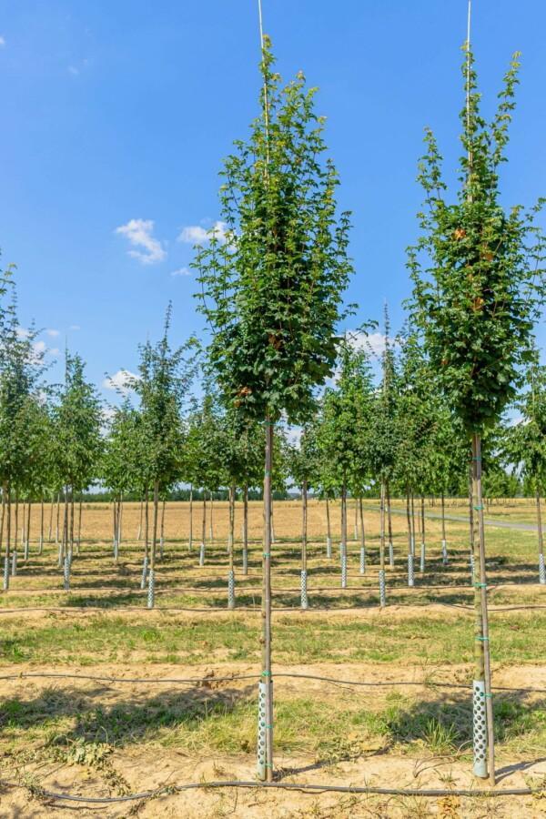 Acer campestre Lienco hoogstam, Tuin en Terras, Planten | Tuinplanten