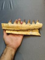 Mosasaurus - Fossiele tanden - mosasaurus - 10 cm - 24 cm