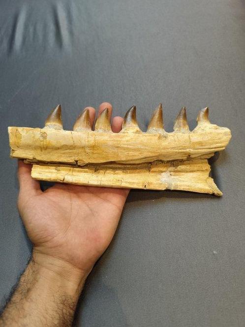 Mosasaurus - Fossiele tanden - mosasaurus - 10 cm - 24 cm, Verzamelen, Mineralen en Fossielen