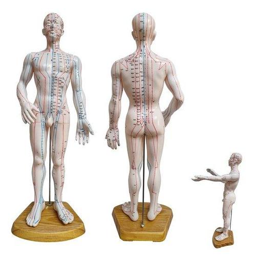 Acupunctuur en meridianen model (man, 50 cm), Sport en Fitness, Overige Sport en Fitness, Verzenden