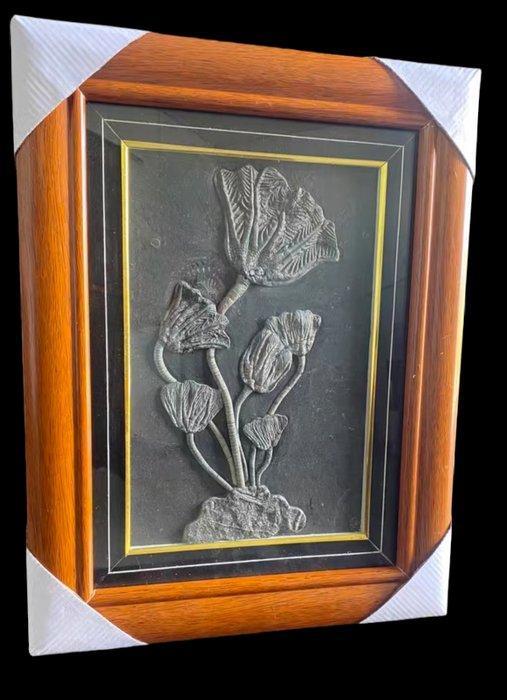 Zeelelie - Gefossiliseerde plant - Traumatocrinus, Verzamelen, Mineralen en Fossielen
