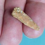 Pterosaurus - Fossiele tand - 25 mm - 7 mm (Zonder