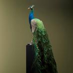 Blauwe Pauw Taxidermie Opgezette Dieren By Max, Verzamelen, Dierenverzamelingen, Ophalen of Verzenden, Nieuw, Vogel, Opgezet dier