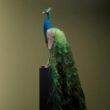 Blauwe Pauw Taxidermie Opgezette Dieren By Max